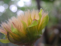 Munnozia senecionidis