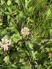 Trifolium repens