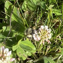 Bombus