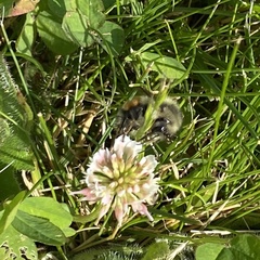 Bombus