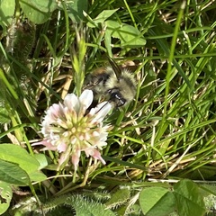 Bombus