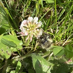 Bombus