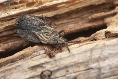 Aradus heidemanni