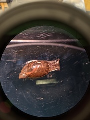 Oxyloma retusum