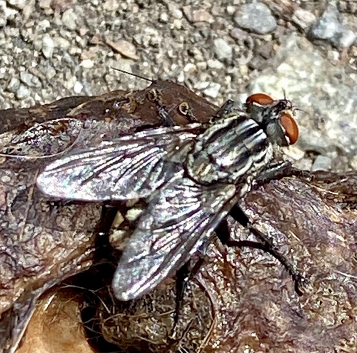 iNaturalist observation photo of Common Flesh Flies