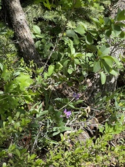 Lathyrus pauciflorus