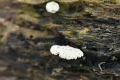 Panellus pusillus