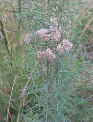 Cassinia maritima