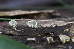 Panellus pusillus