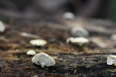 Panellus pusillus