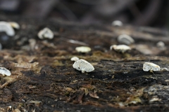 Panellus pusillus