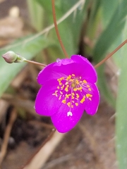 Phemeranthus parviflorus
