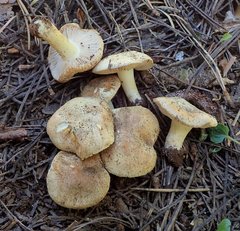 Inocybe sierraensis
