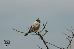 Sporophila pileata