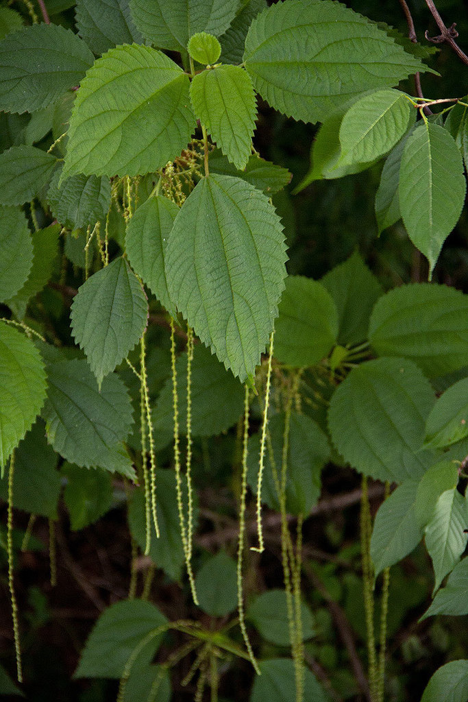 Boehmeria caudata