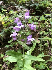 Penstemon rattanii