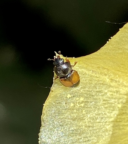 iNaturalist observation photo of Sap-feeding Beetles