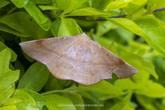 Sarcinodes restitutaria