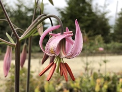Lilium kelloggii