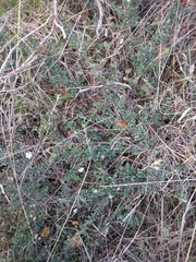 Cotoneaster integrifolius