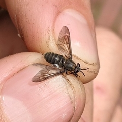 Chrysops fuliginosus