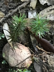 Dawsonia