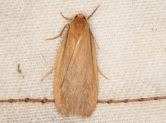 Scoliacma pactolias