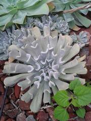 Echeveria runyonii