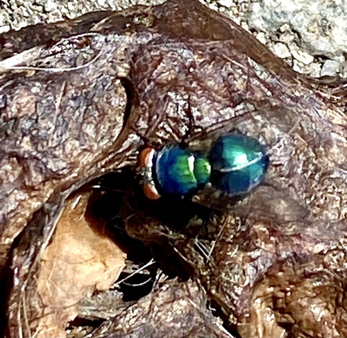 iNaturalist observation photo of Blow Flies