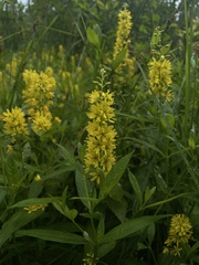 Lysimachia × commixta