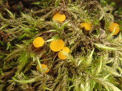 Phaeohelotium undulatum