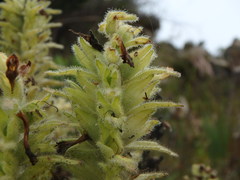 Neobartsia