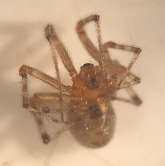 Theridion pictum