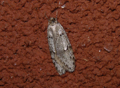 Semioscopis megamicrella