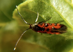 Neoheliodines nyctaginella