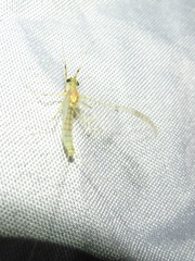 Stenacron interpunctatum interpunctatum