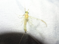 Stenacron interpunctatum interpunctatum