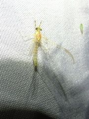 Stenacron interpunctatum interpunctatum