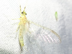 Stenacron interpunctatum interpunctatum