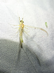 Stenacron interpunctatum interpunctatum