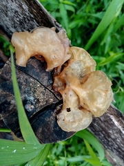 Auricularia heimuer