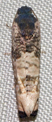 Epiblema desertana