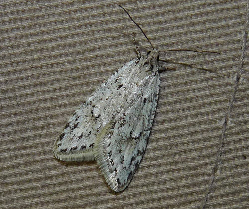 Semioscopis megamicrella Dyar, 1902