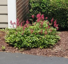 Astilbe × arendsii