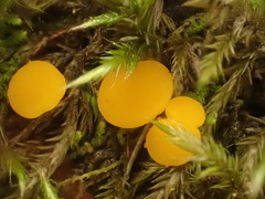 Phaeohelotium undulatum