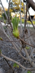 Aesculus californica