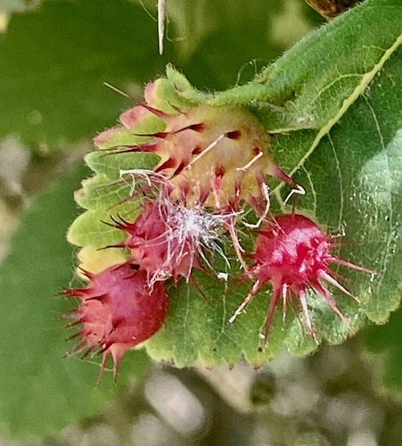 iNaturalist observation photo of Spiny Leaf Gall Wasp