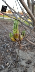 Aesculus californica