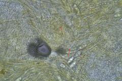 Phaeohelotium undulatum