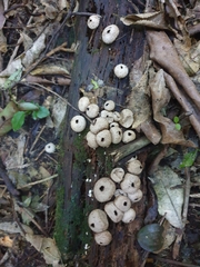 Lycoperdon compactum